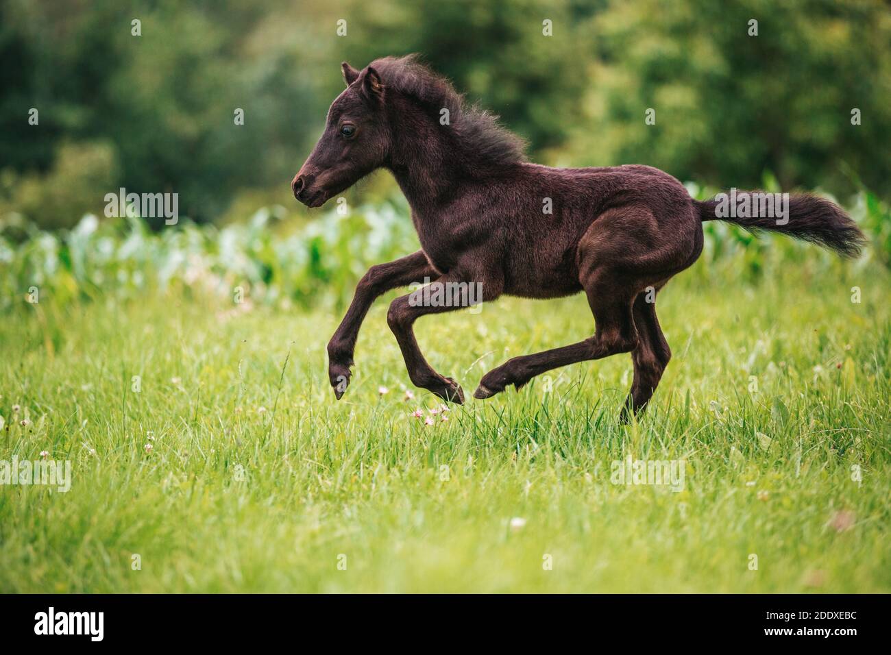 Giovane mini cavallo pony su un prato verde Foto Stock