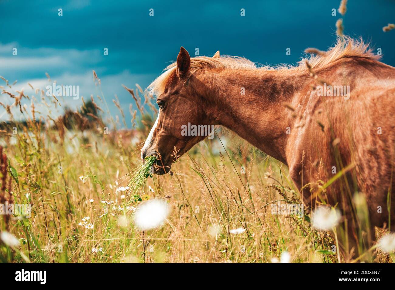 Giovane mini cavallo pony su un prato verde Foto Stock