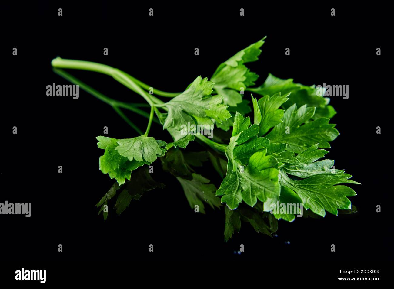 Sprig di prezzemolo verde fresco su sfondo nero con riflessi. Foto Stock
