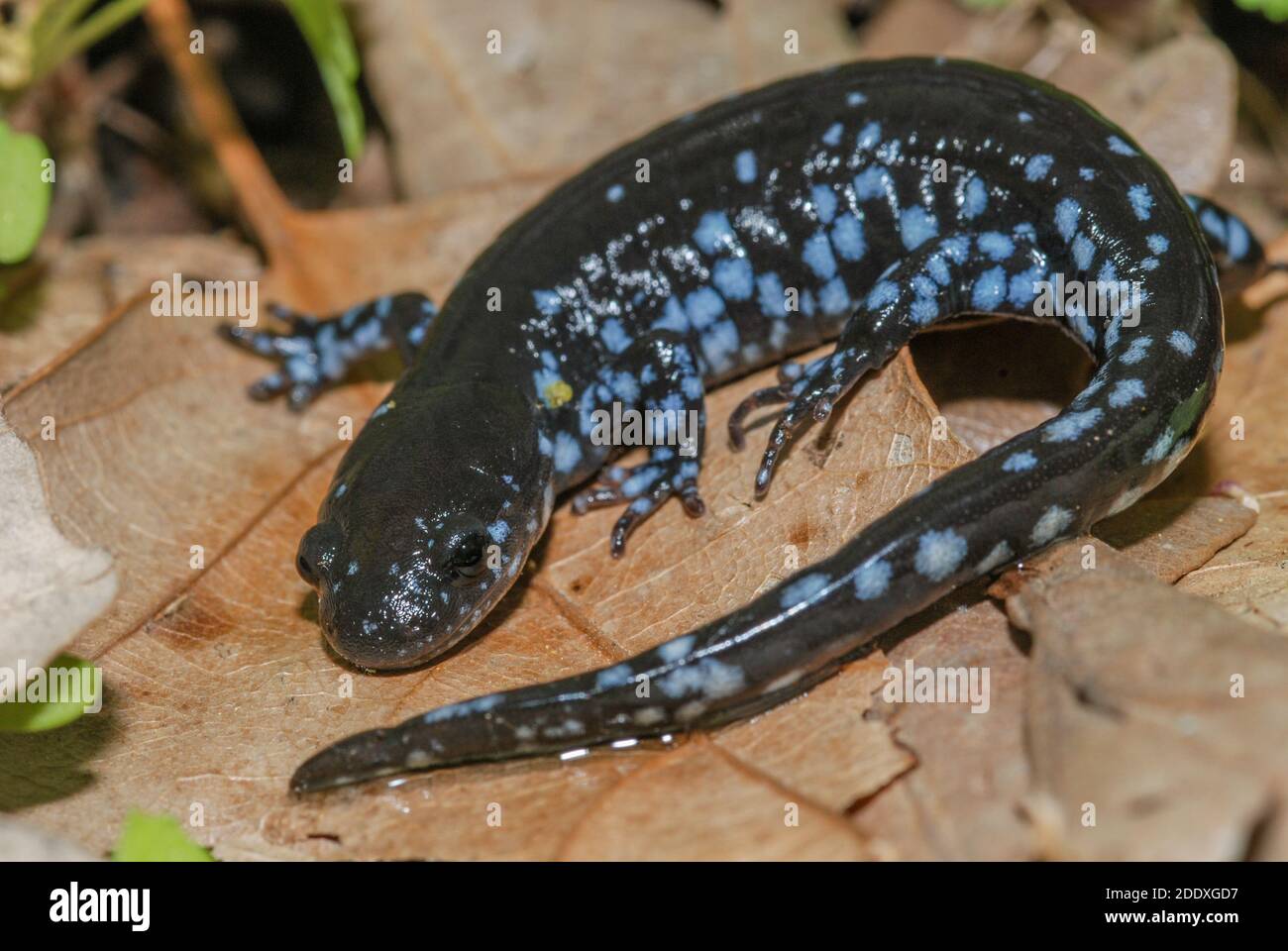 Un salamander macchiato blu (Ambystoma laterale) dalla foresta di stato morena bollitore in Wisconsin. Foto Stock