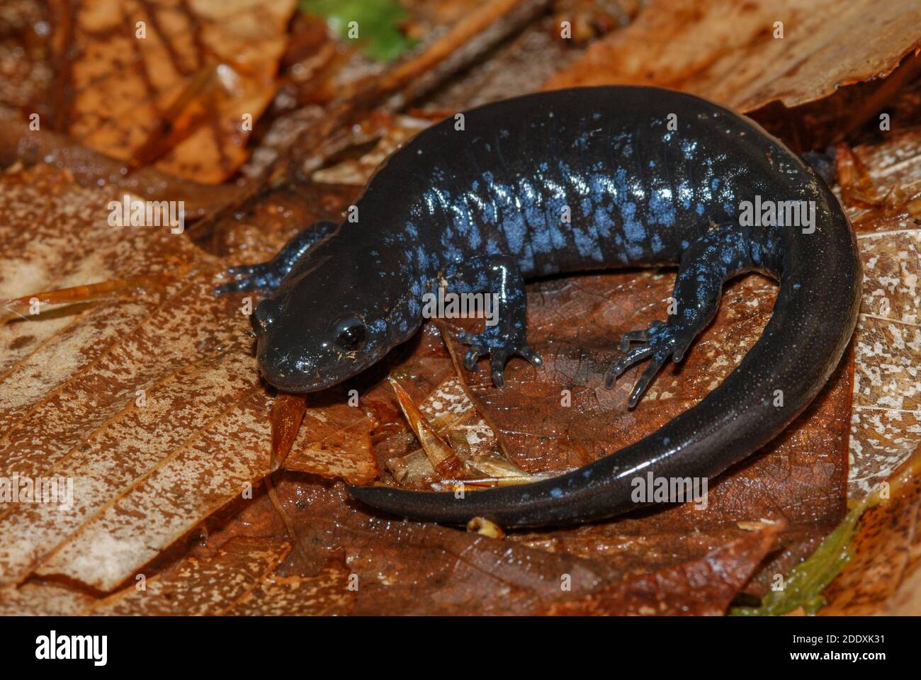 Una salamandra azzurra (Ambystoma laterale) dal Point Pelee National Park in Ontario, Canada. Foto Stock