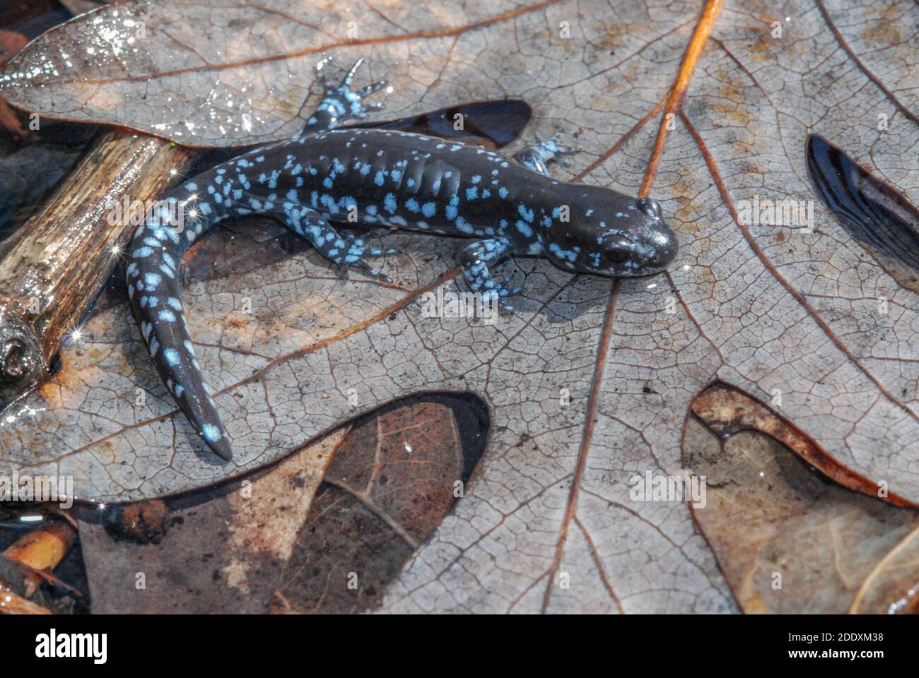 Un salamander azzurrato (Ambystoma laterale) in una piscina vernale in Wisconsin. Foto Stock