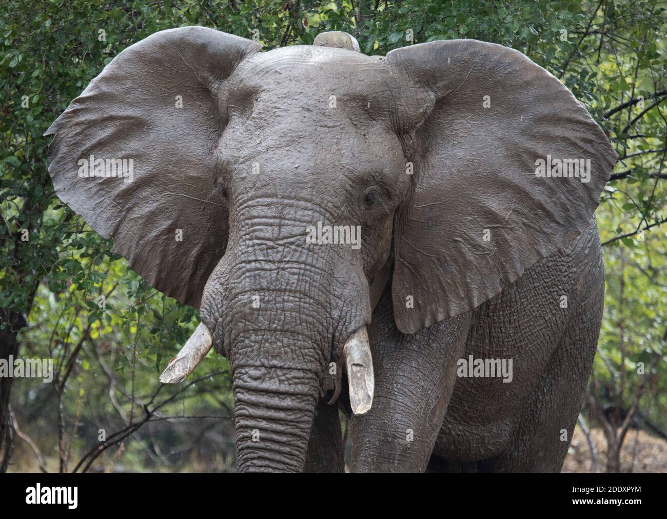 Wild African Elephant bull (Loxodonta africana) con collare di inseguimento satellitare, Mana Pools National Park, valle del fiume Zambesi, Zimbabwe. Foto Stock
