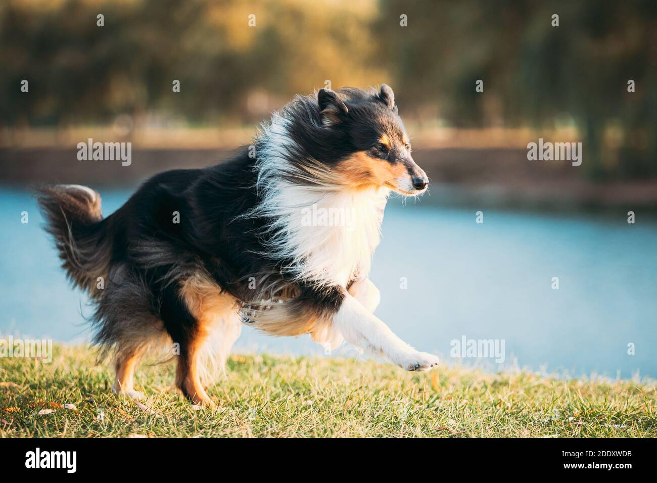 Rough Collie, Funny Scottish Collie, Long-Haired Collie, English Collie, Lassie Dog che corre all'aperto Foto Stock