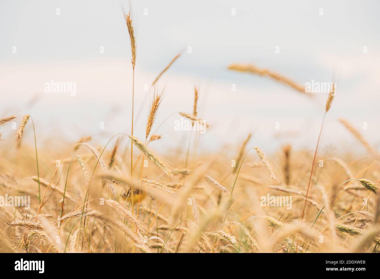Campo di grano giovane. Estate campo agricolo primo piano Foto Stock