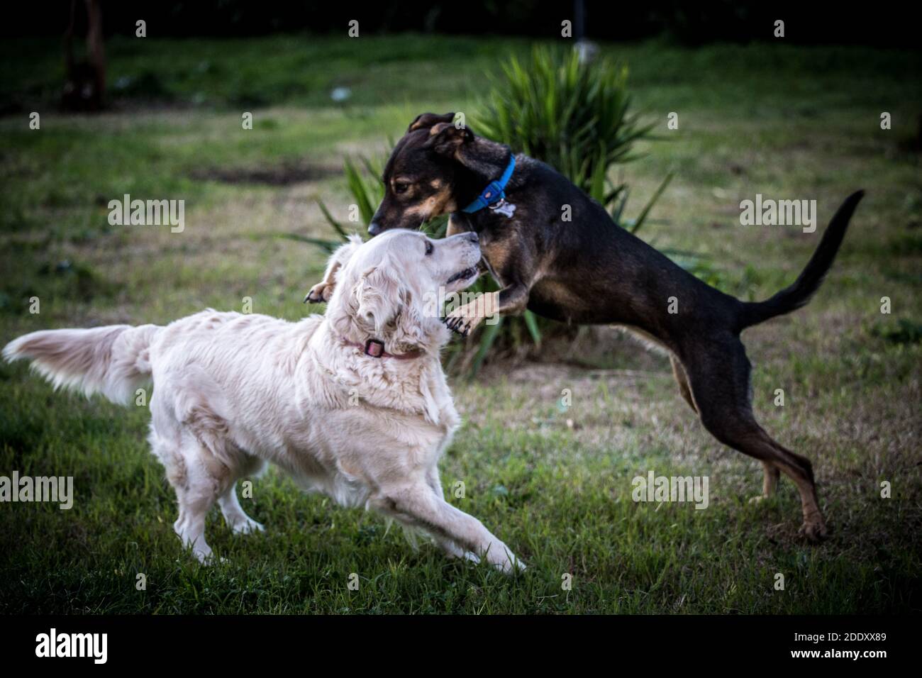 Cani giocando in giardino Foto Stock