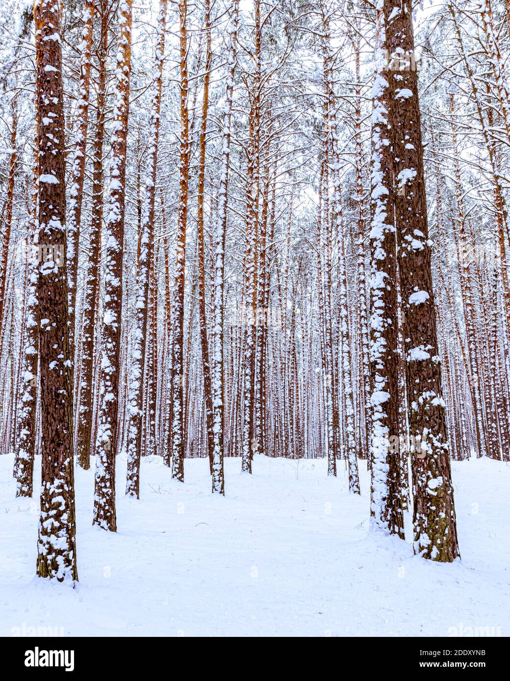 Nevicate in una pineta in una giornata invernale nuvolosa. Tronchi di pino coperti di neve bloccata. Foto Stock