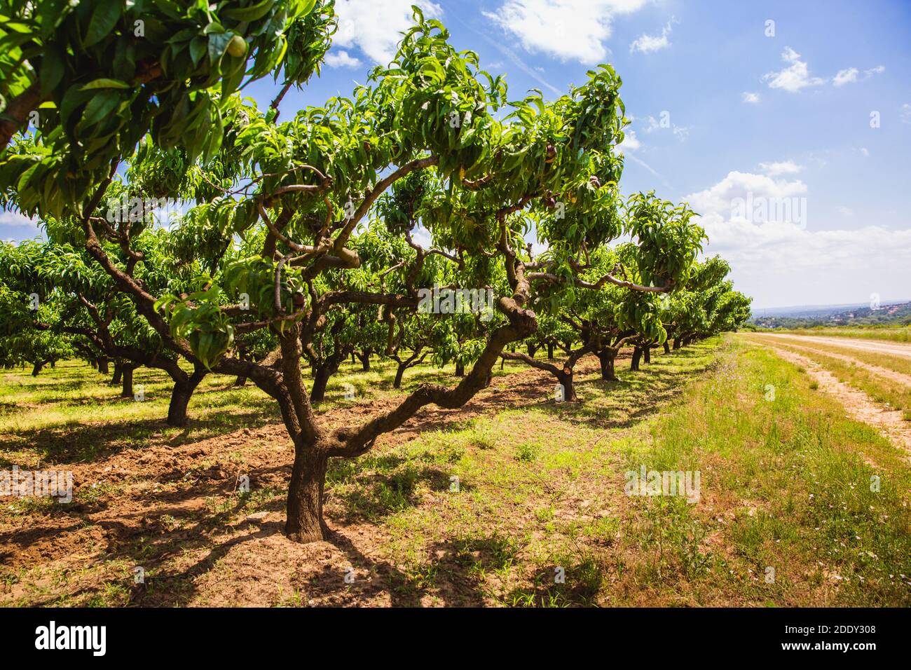 Frutta verde biologica di pesca sull'albero in grande giardino. Primavera, estate. Ungheria Foto Stock