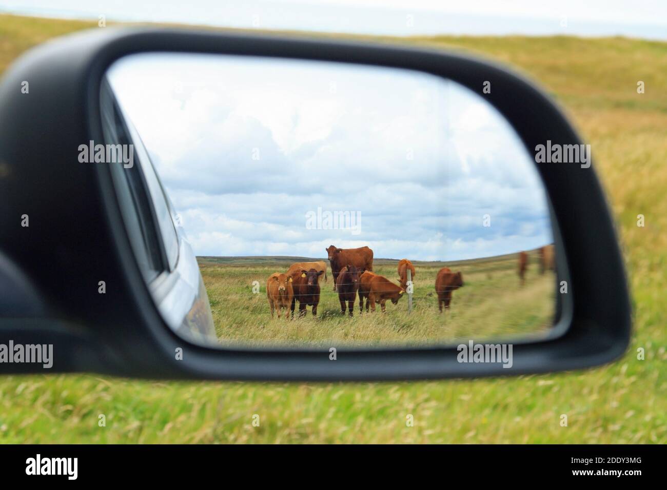 Riflesso di una mandria di mucche marroni nello specchietto retrovisore di un'auto. Isola di Islay, Scozia Foto Stock