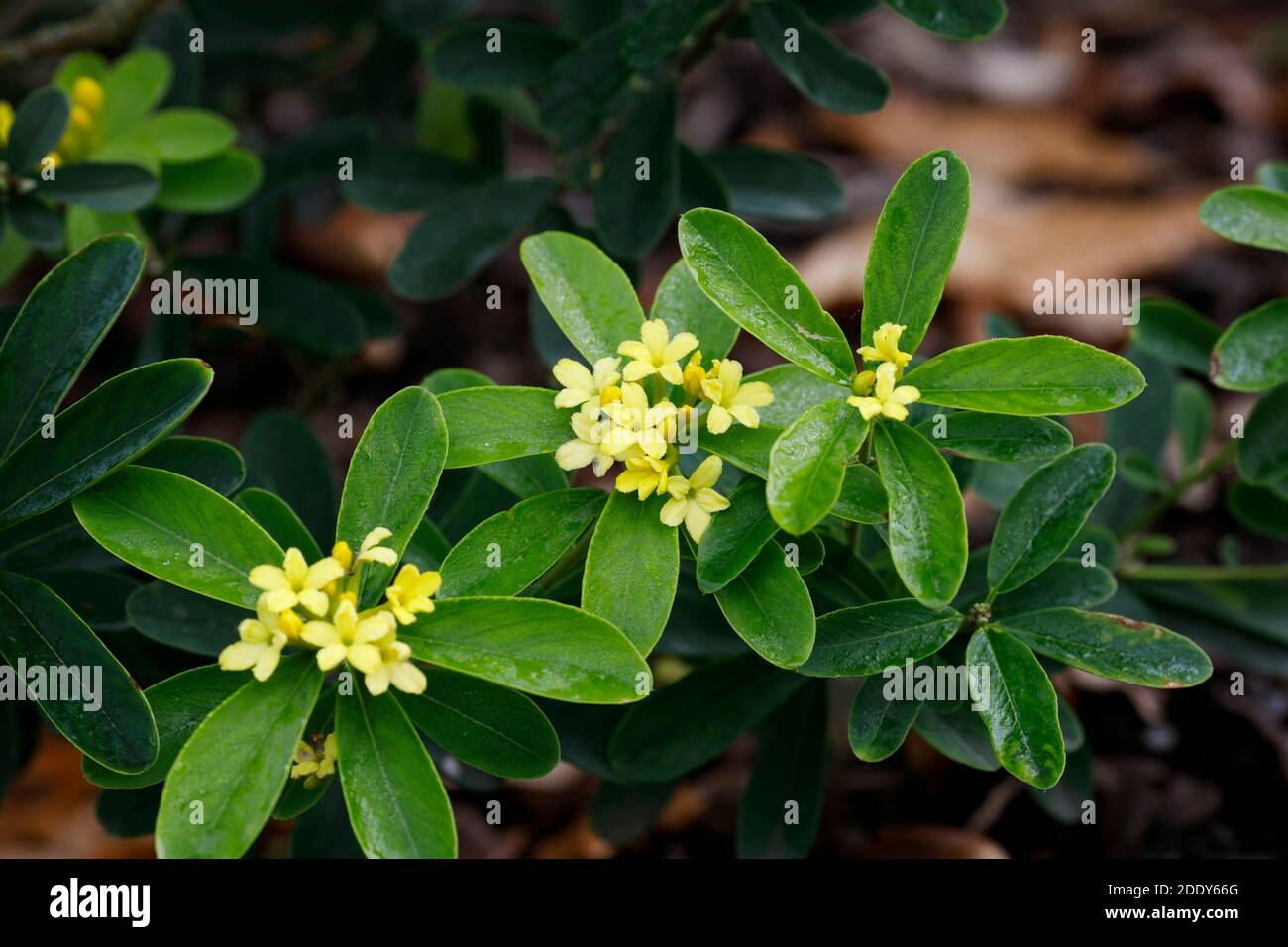 Daphne gemmata 'Corona reale'. Spurge fiori di Laurel. Foto Stock