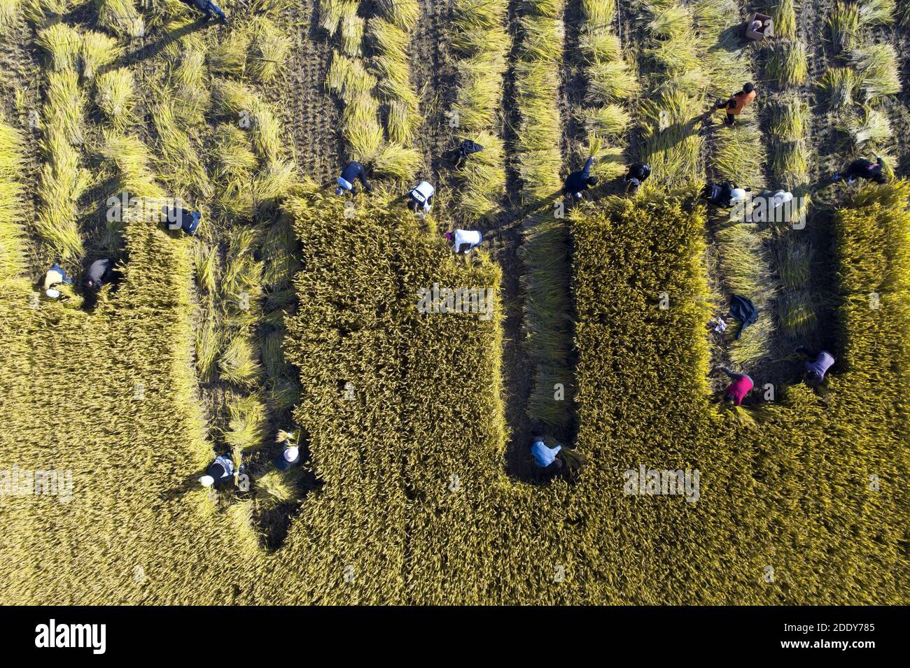 Cina jiangsu subei raccolta di riso dorato chiaro Foto Stock