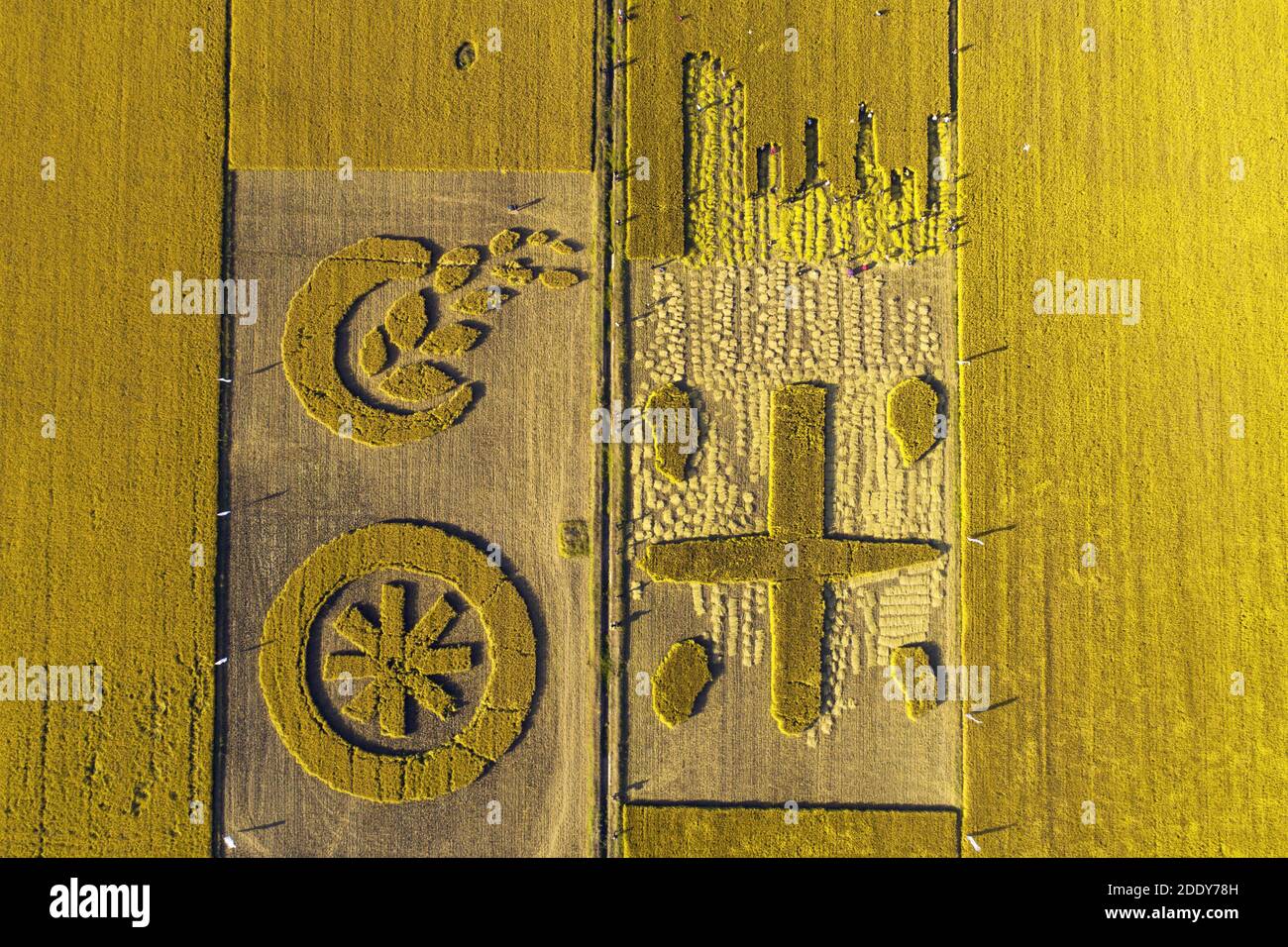 Cina jiangsu subei raccolta di riso dorato chiaro Foto Stock