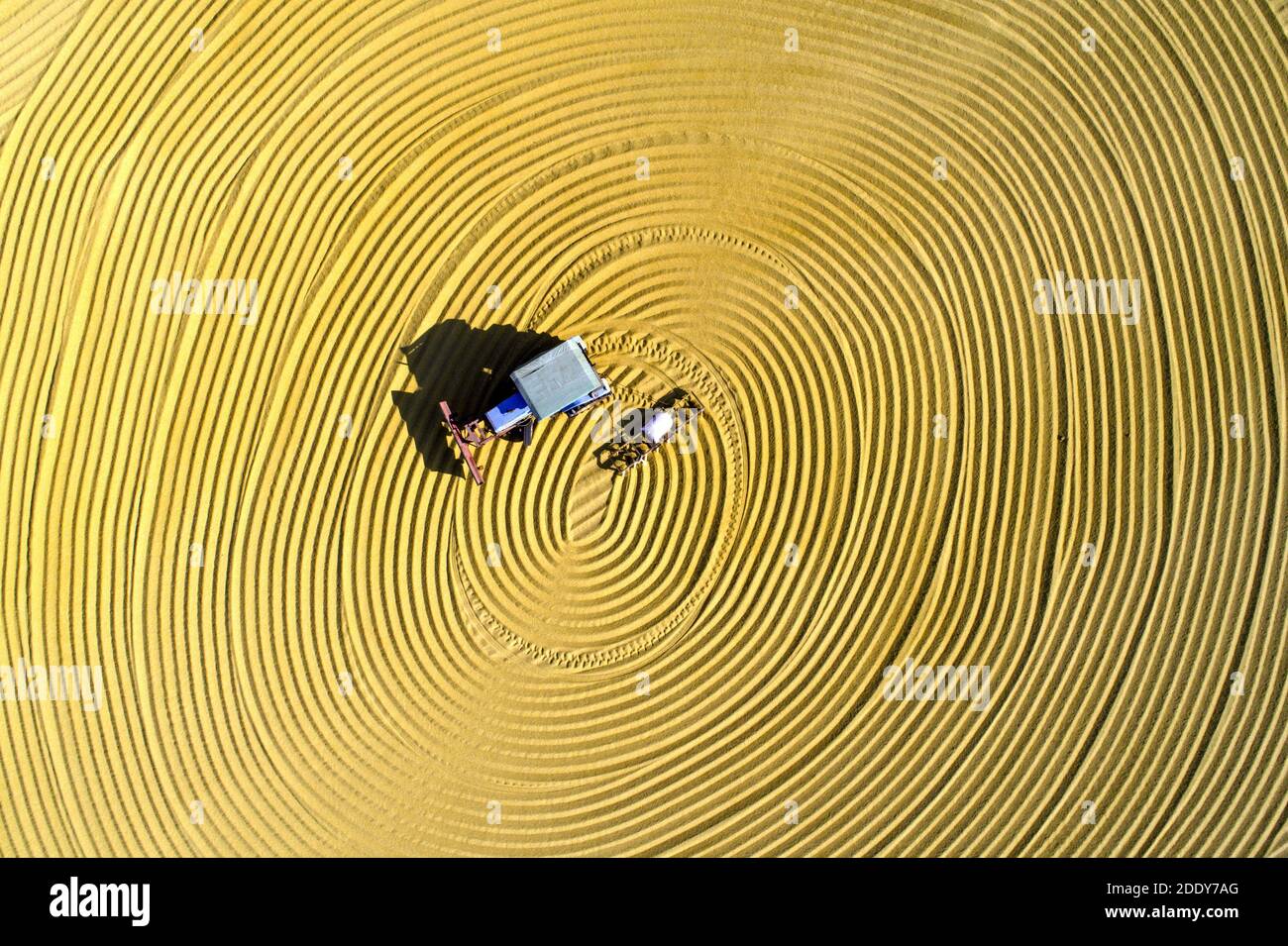 Cina jiangsu subei raccolta di riso dorato chiaro Foto Stock