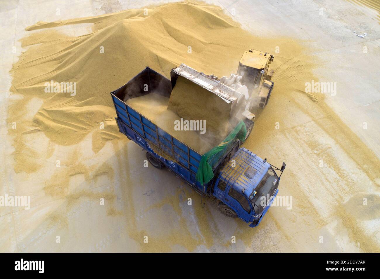 Cina jiangsu subei raccolta di riso dorato chiaro Foto Stock