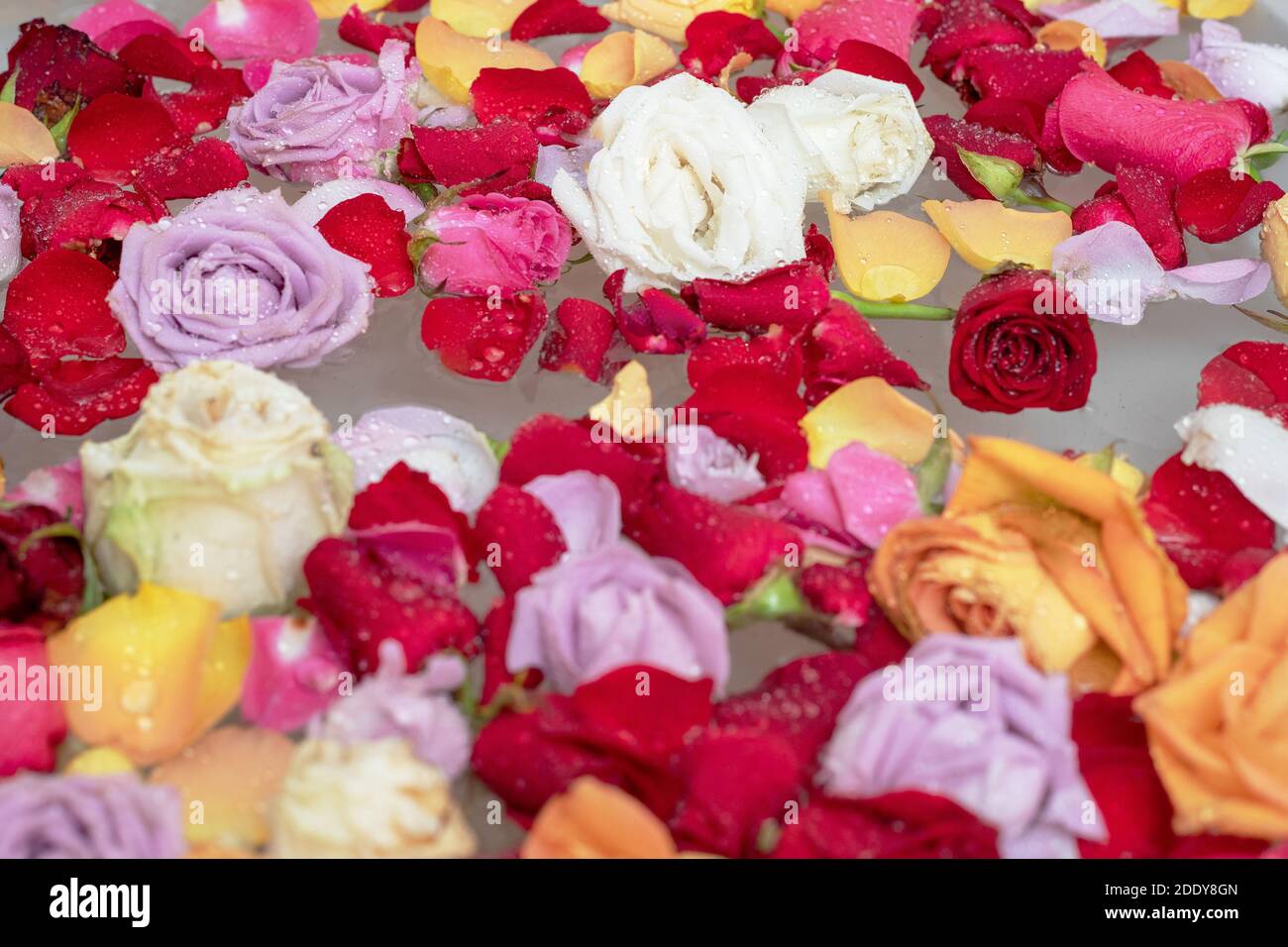 Vasca idromassaggio Thai spaThai con fiori foglie di testa di rosa e acqua. Concetto di trattamento di bellezza nella vasca da bagno del salone termale con foglie di rosa e loto all'interno. C Foto Stock