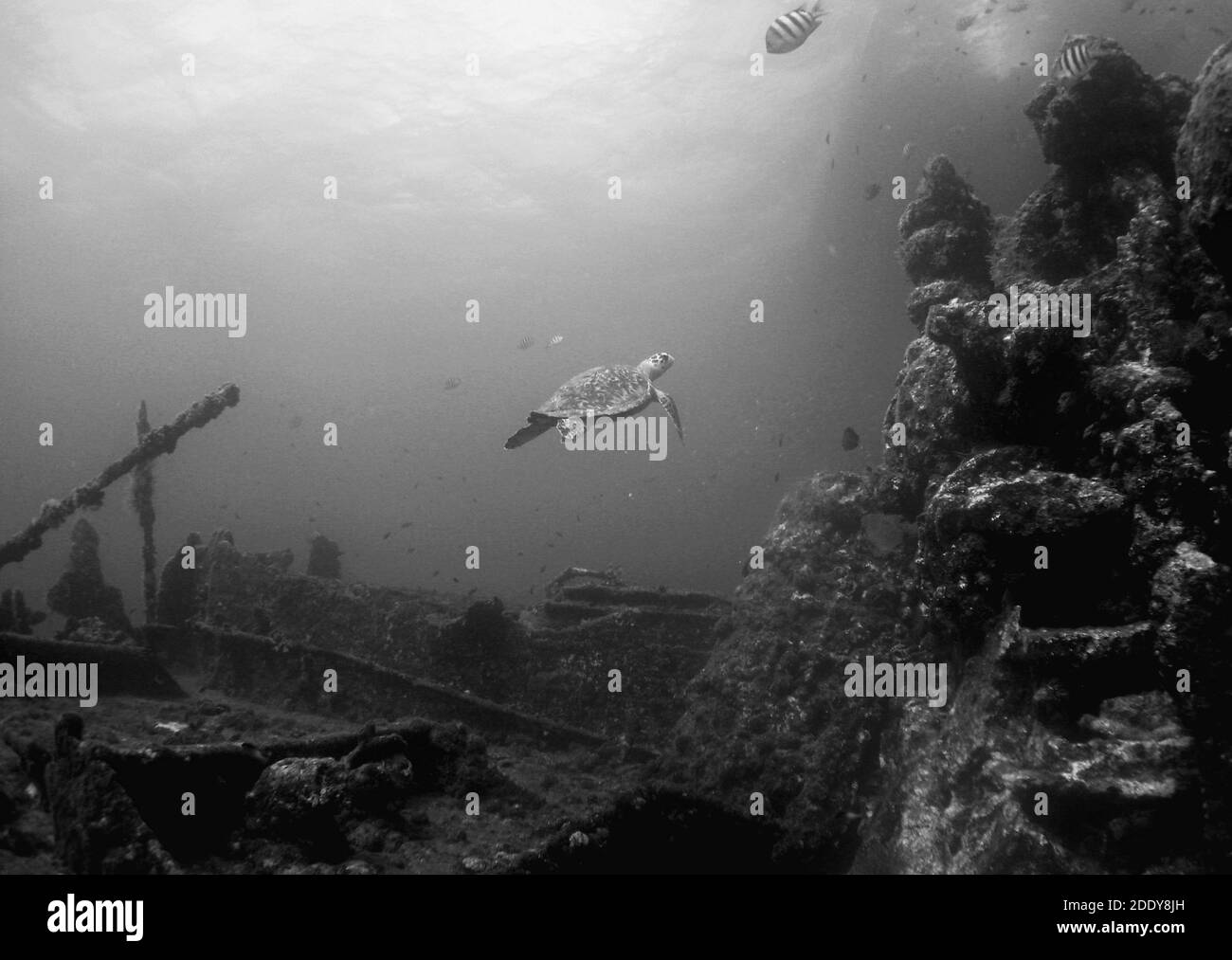 Un'immagine in scala di grigi di un meraviglioso e bellissimo mondo sottomarino Foto Stock