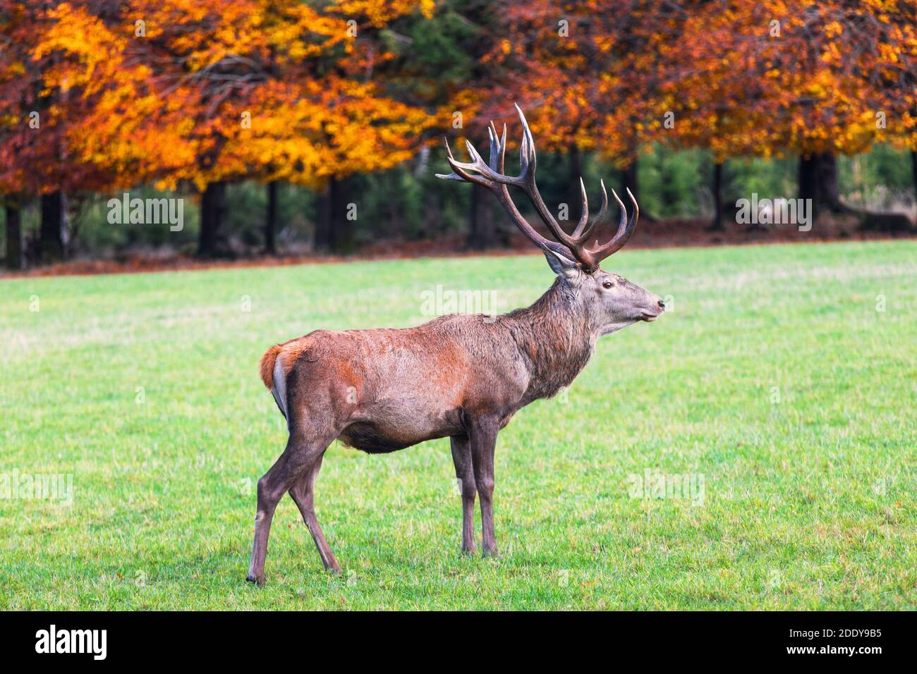 un cervo nella foresta d'autunno Foto Stock