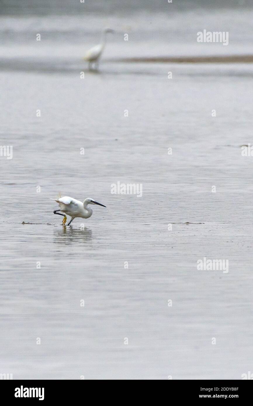 Un po 'Egret garzetta guado in acque poco profonde sul Gannel a Newquay in Cornovaglia. Foto Stock