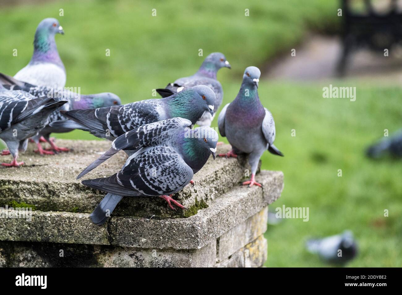 Piccioni ferali - Columba livia domestica. Foto Stock