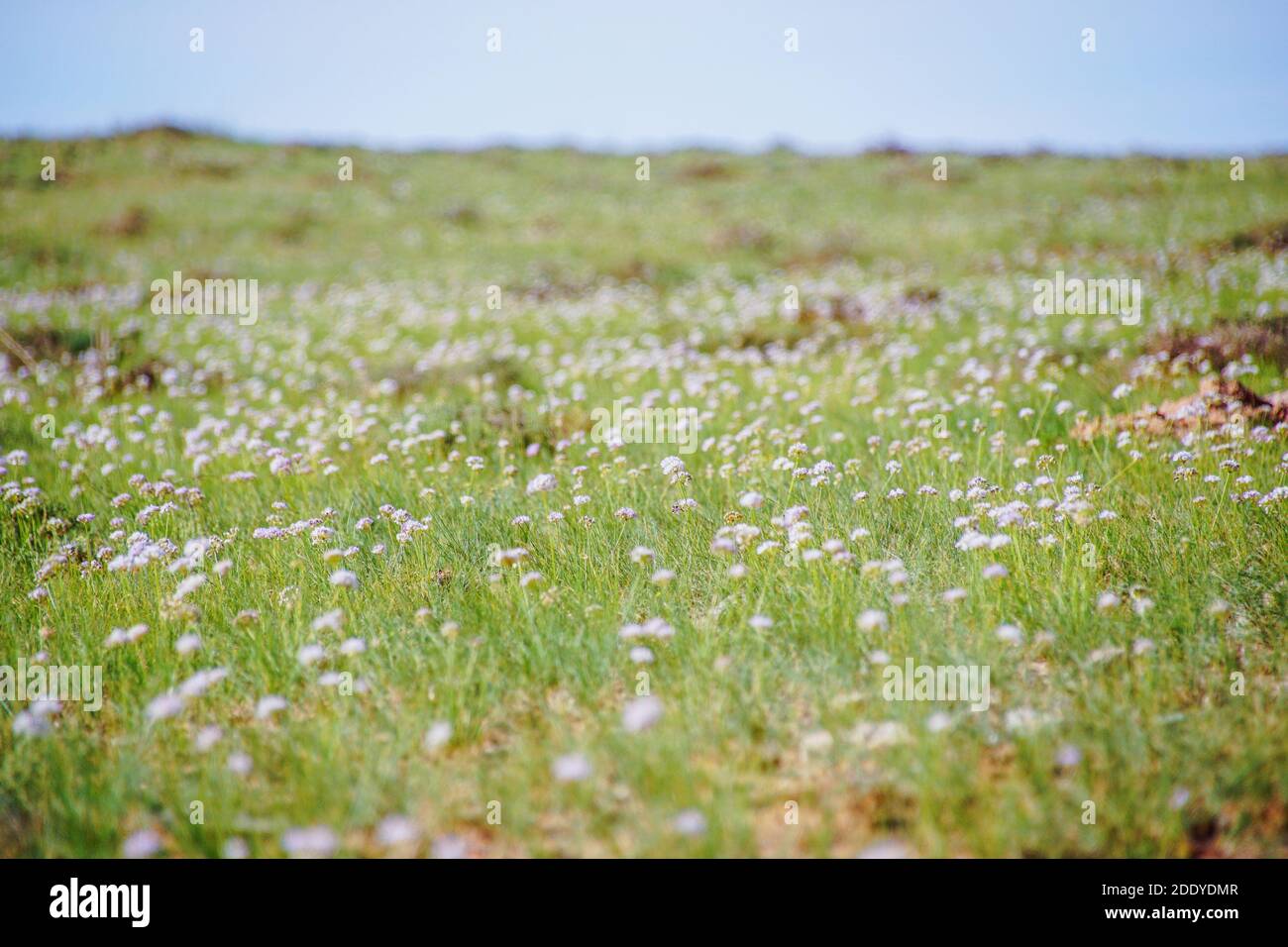 Pieno di fiori di prateria Foto Stock