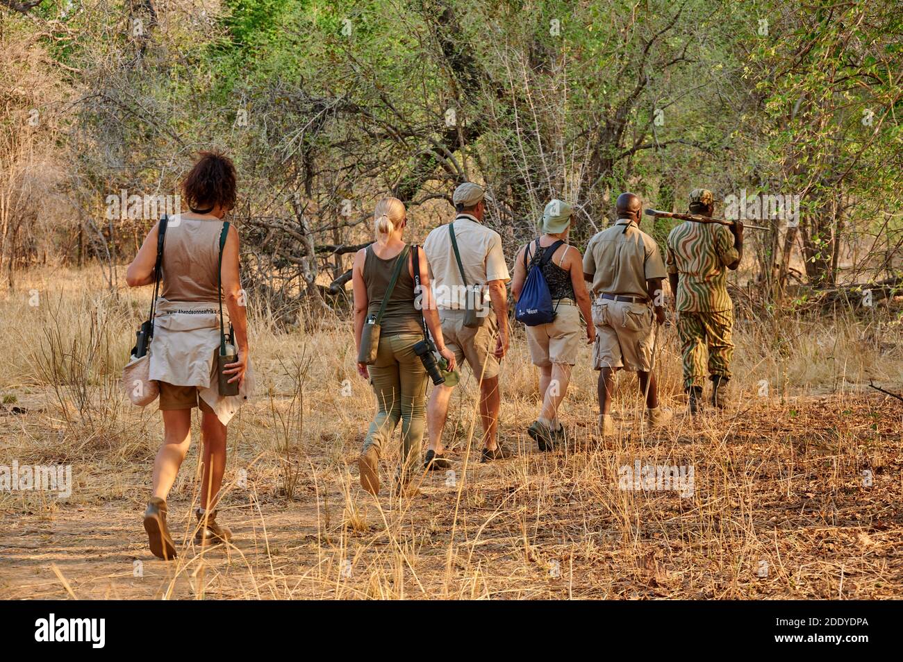 Gruppo di turisti in safari a piedi nel South Luangwa National Park, Mfuwe, Zambia, Africa Foto Stock