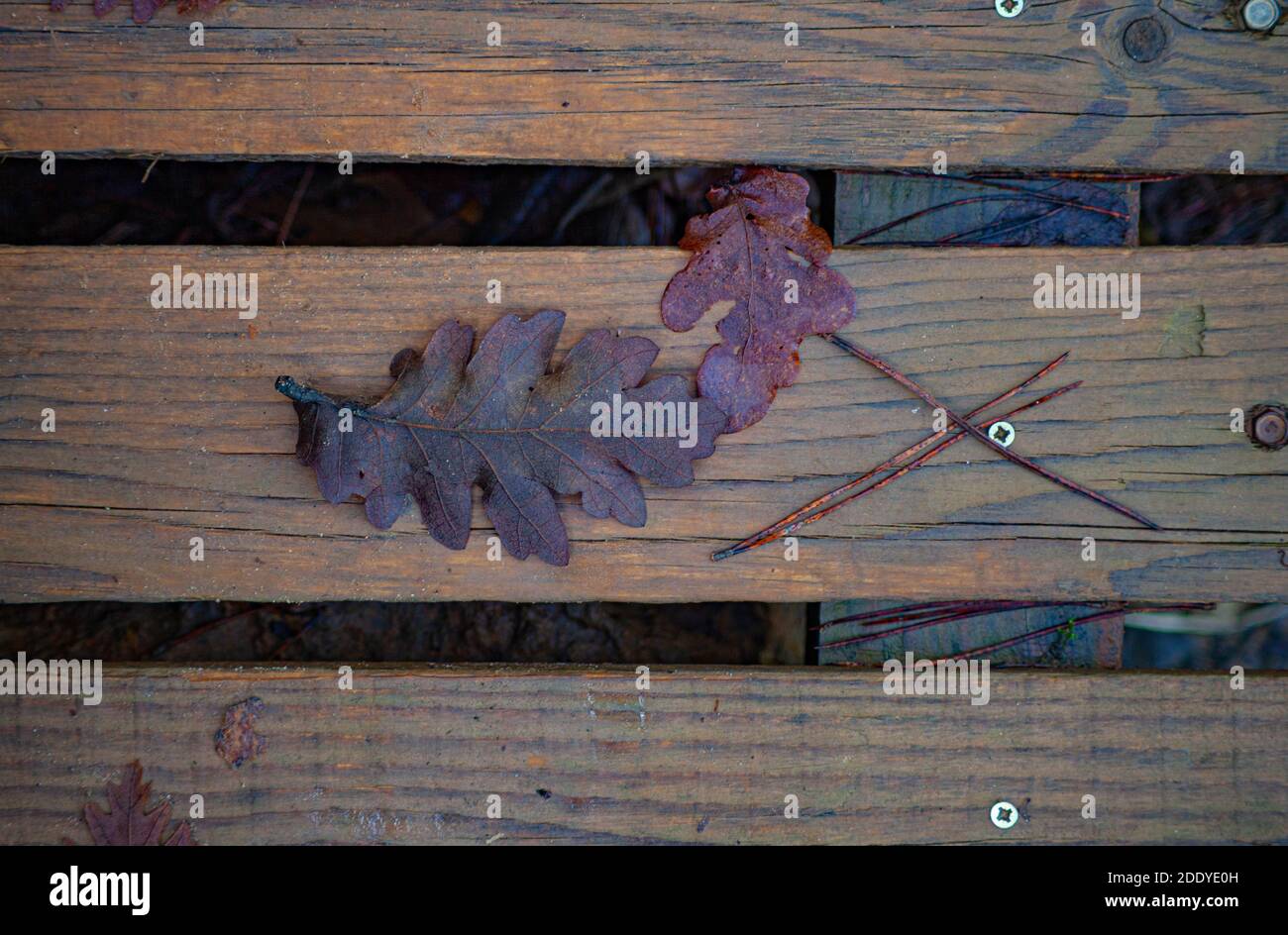 Foglie naturali secche d'autunno su pavimento di legno bagnato dopo la pioggia Foto Stock