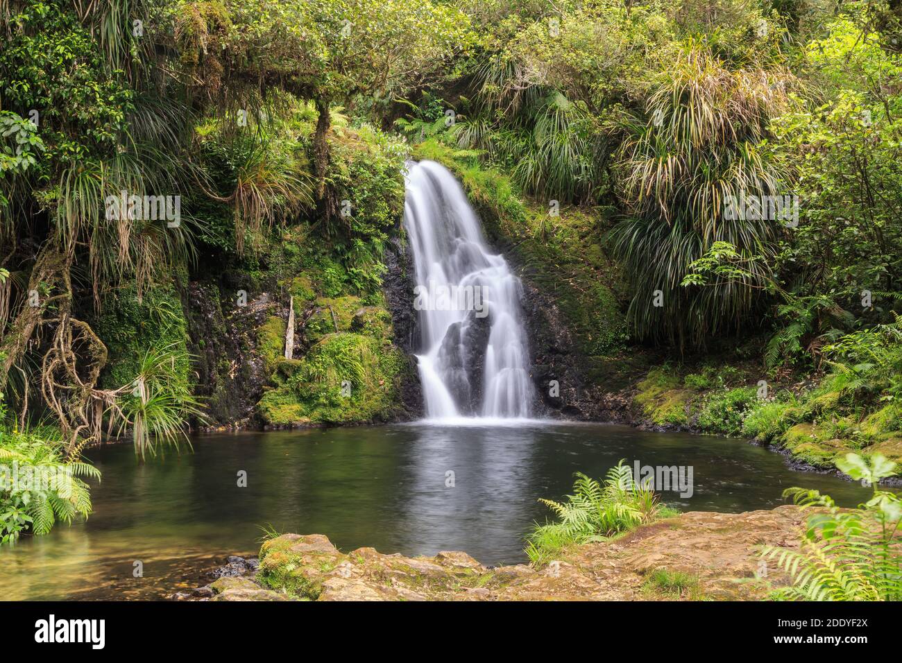 Whataroa Falls, una bella cascata 'Horsetail' profonda nella foresta nativa della Nuova Zelanda, che si tuffa in una piscina Foto Stock