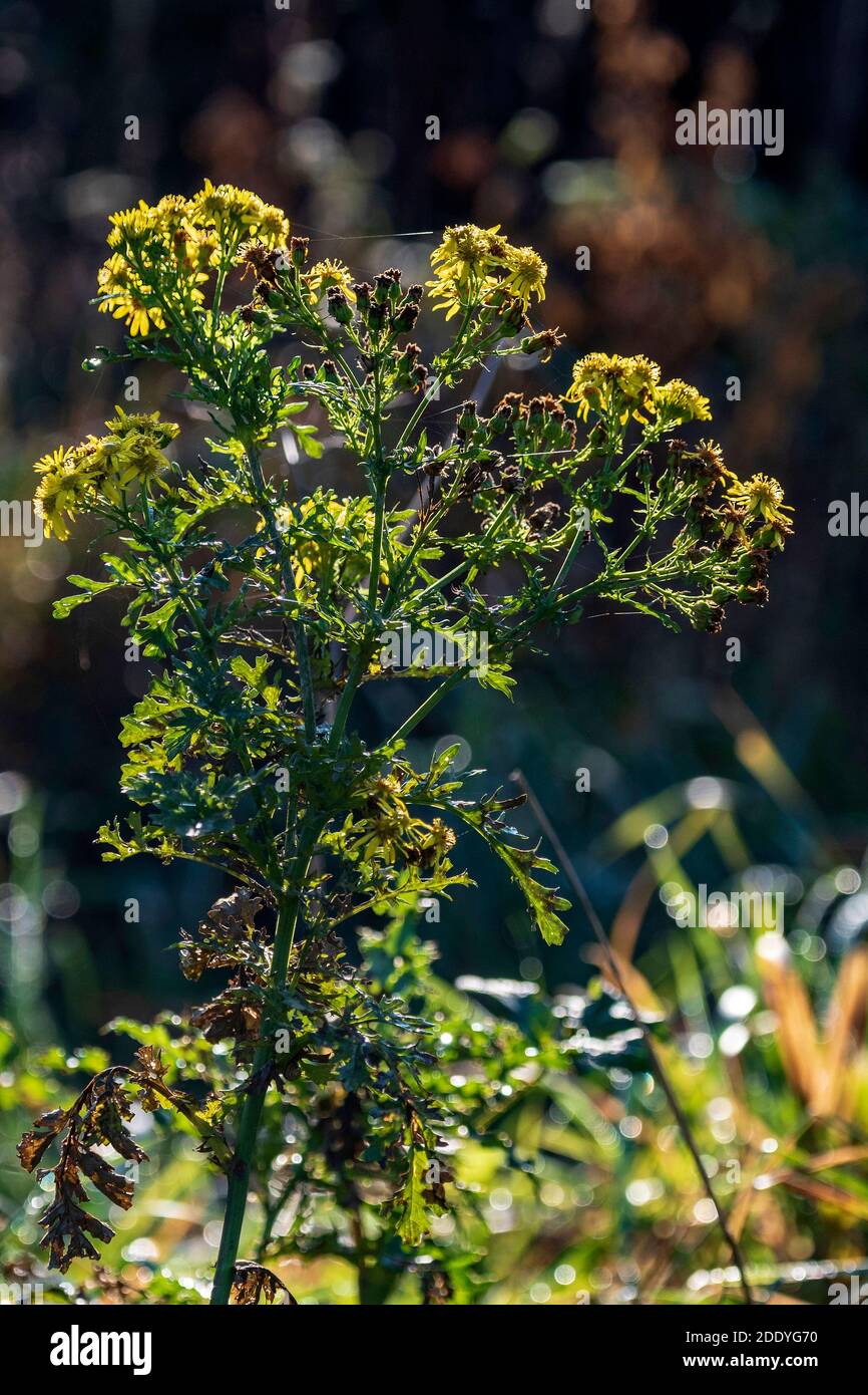 Gigantesca pianta di dente di leone Foto Stock