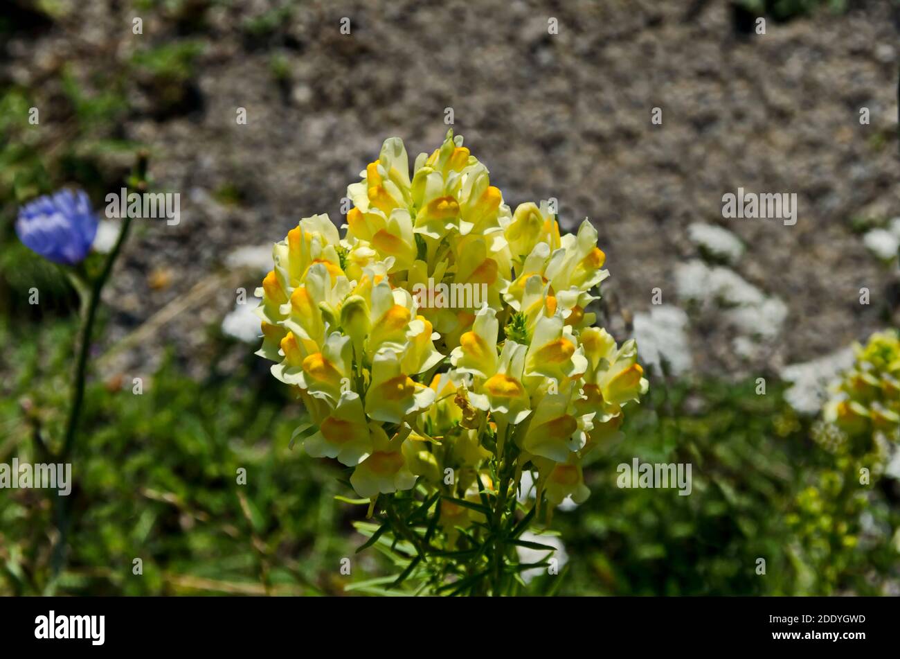 Snapdragons in giallo in un prato di fiori, Rila Mountain, Bulgaria Foto Stock