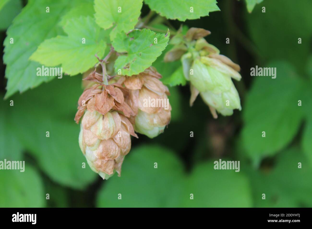 Luppolo selvatico che cresce nelle cotswolds Foto Stock