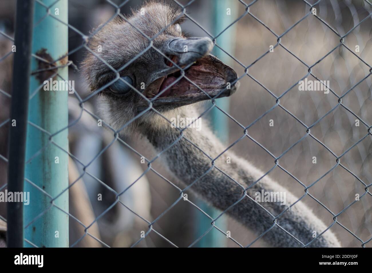 Lo struzzo aprì il suo becco Foto Stock