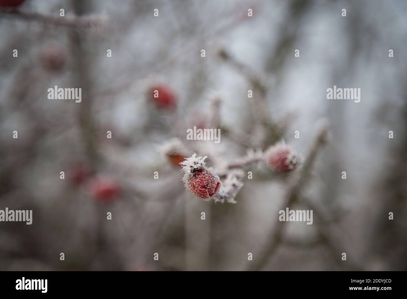 Piante ricoperte di ghiaccio in una gelida mattina d'inverno Foto Stock