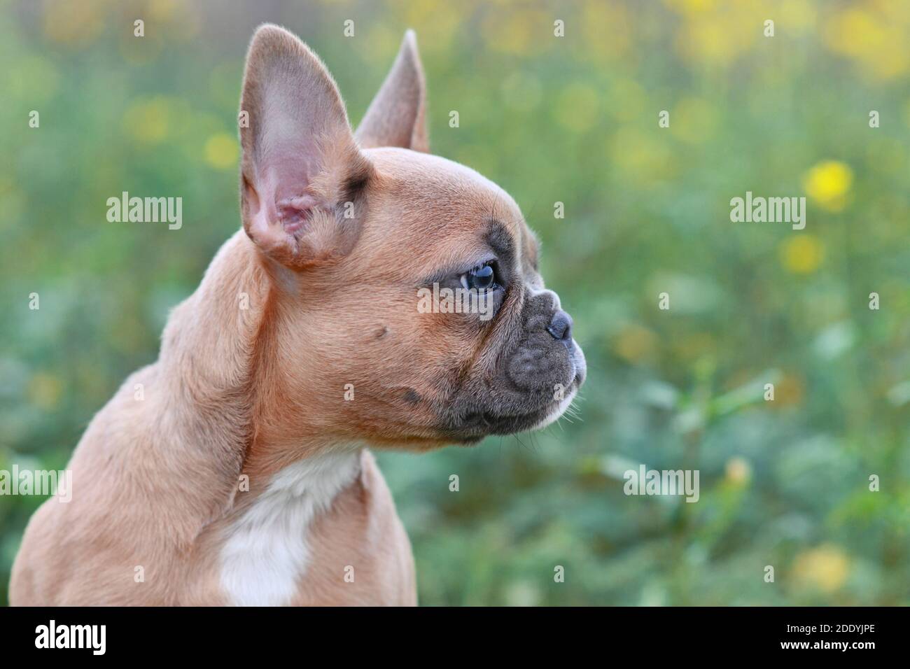 Vista laterale di carino piccolo 3 mesi di rosso Cucciolo francese del cane Bulldog Fawn di fronte a verde sfocato sfondo Foto Stock
