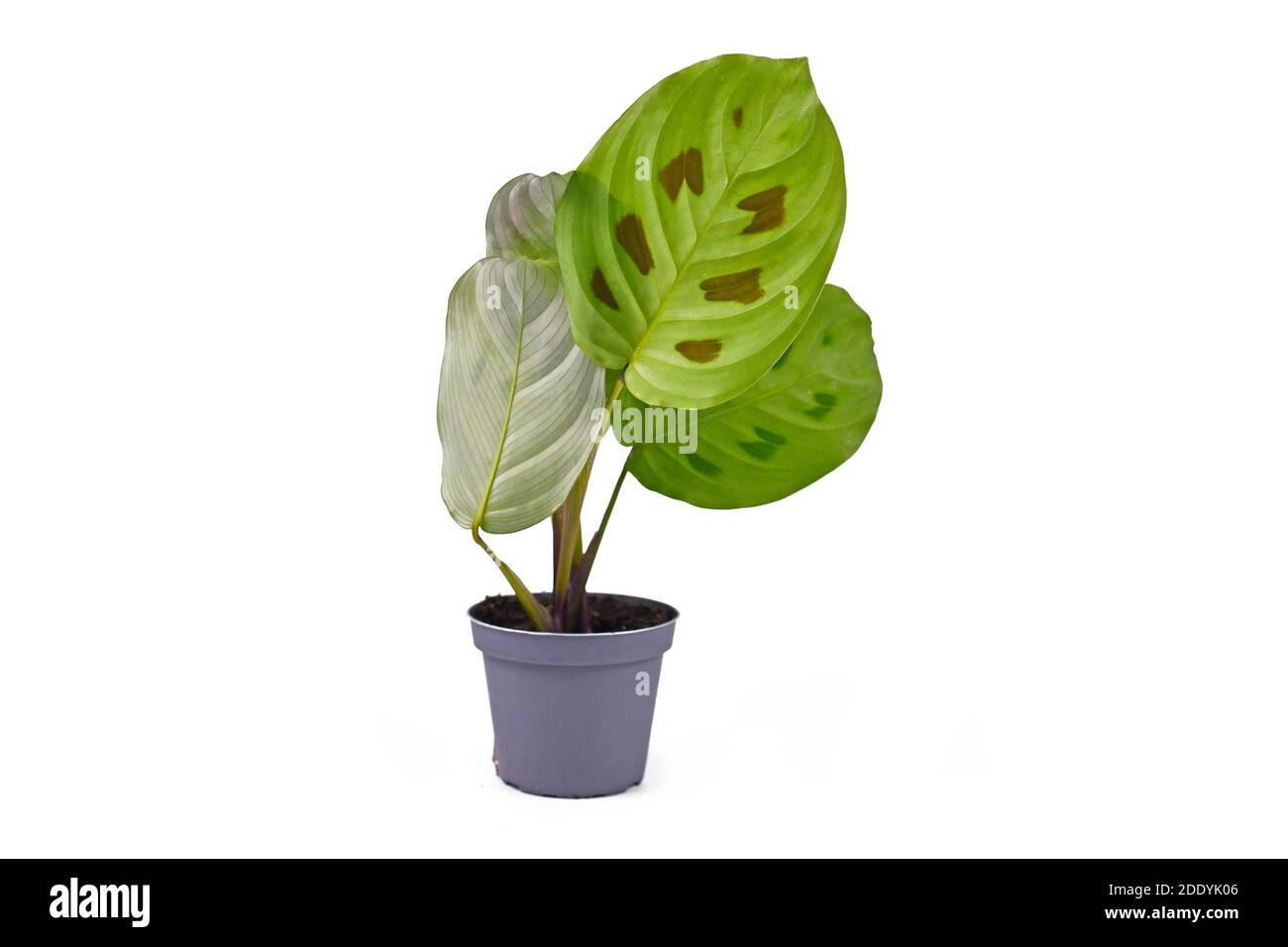 Piccola pianta domestica esotica 'Maranta Leuconeura Kerchoveana' con foglie in rilievo vaso di fiori isolato su sfondo bianco Foto Stock