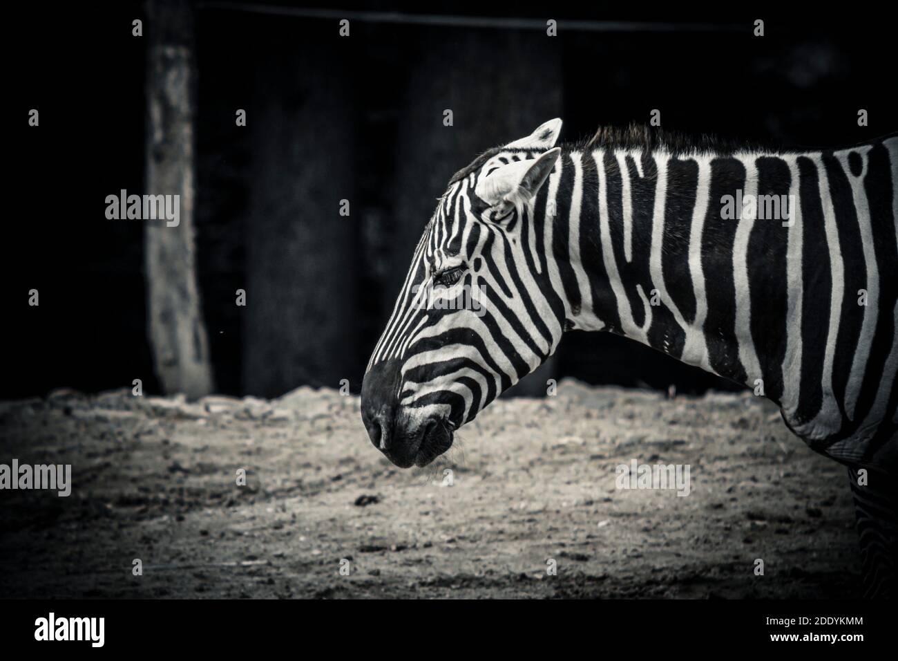 Zebra in uno zoo Foto Stock