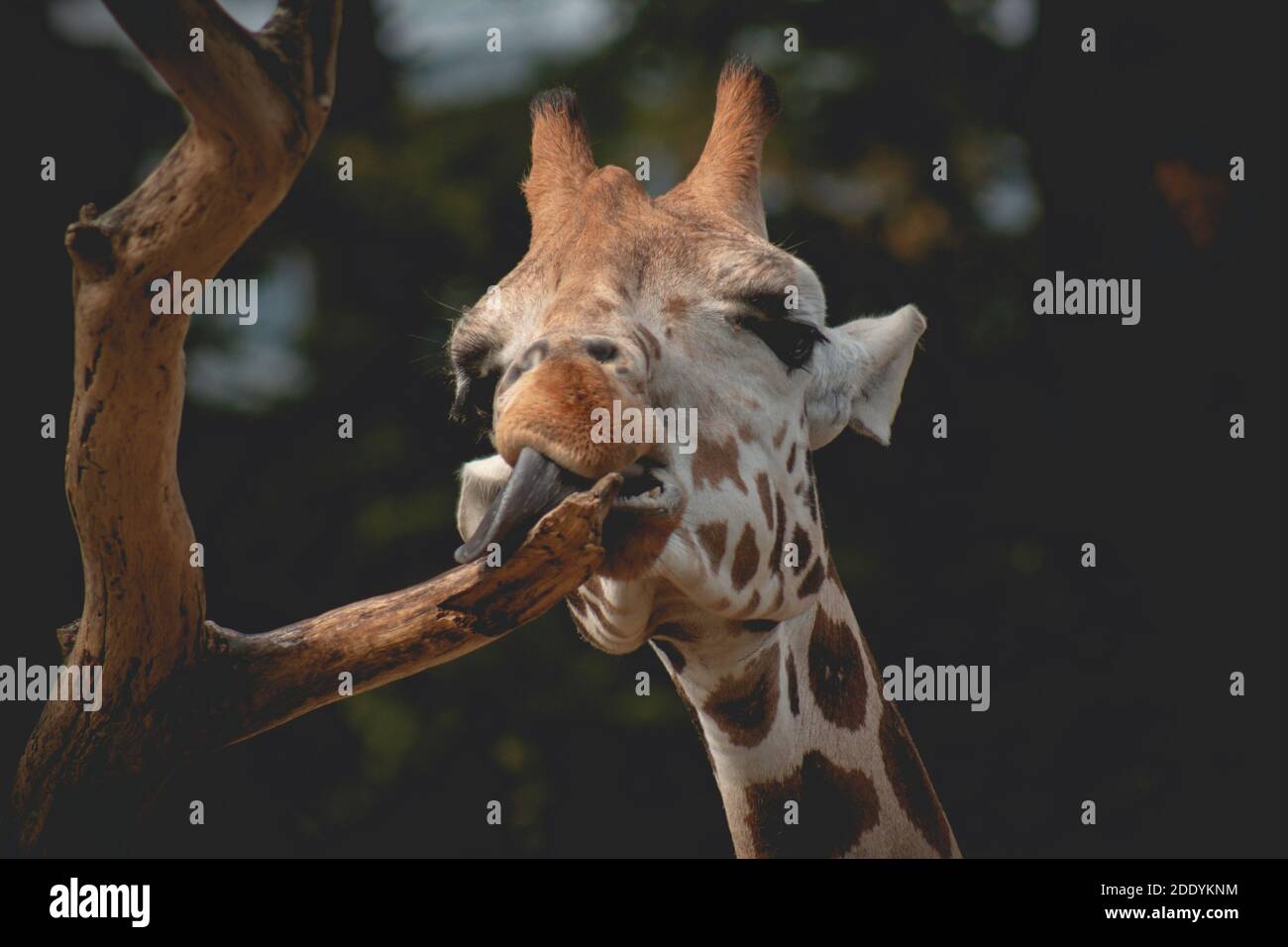 Vista in primo piano di una faccia di giraffa. Testa giraffa divertente con lingua lunga. Foto Stock