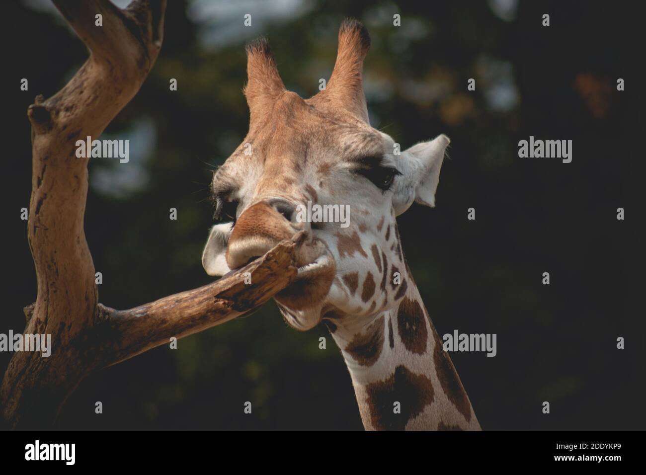 Vista in primo piano di una faccia di giraffa. Testa giraffa divertente con lingua lunga. Foto Stock
