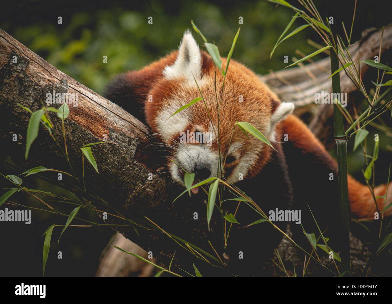 Il panda rosso si nutre di un albero. Ailurus Fulgens, 'gatto sdraiato' Foto Stock