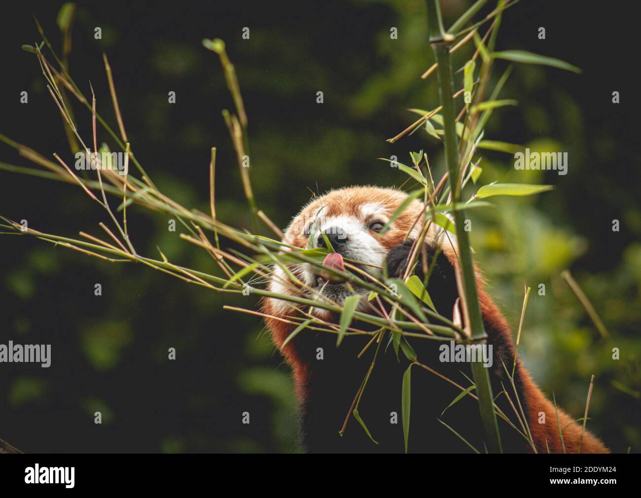 Il panda rosso si nutre di un albero. Ailurus Fulgens, 'gatto sdraiato' Foto Stock