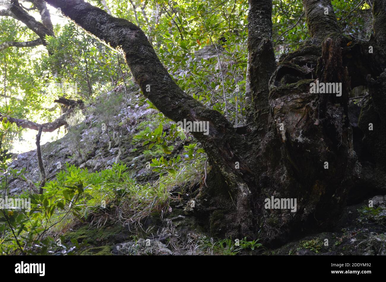 La foresta Laurisilva di Madeira, patrimonio naturale dell'umanità dell'UNESCO Foto Stock