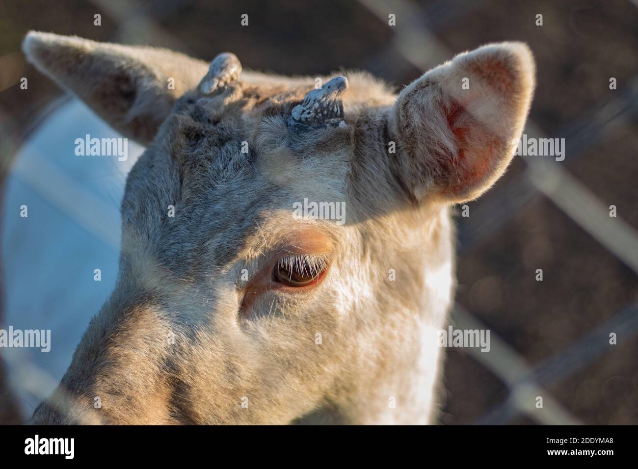 Alci del bambino con i corni crescenti Foto Stock