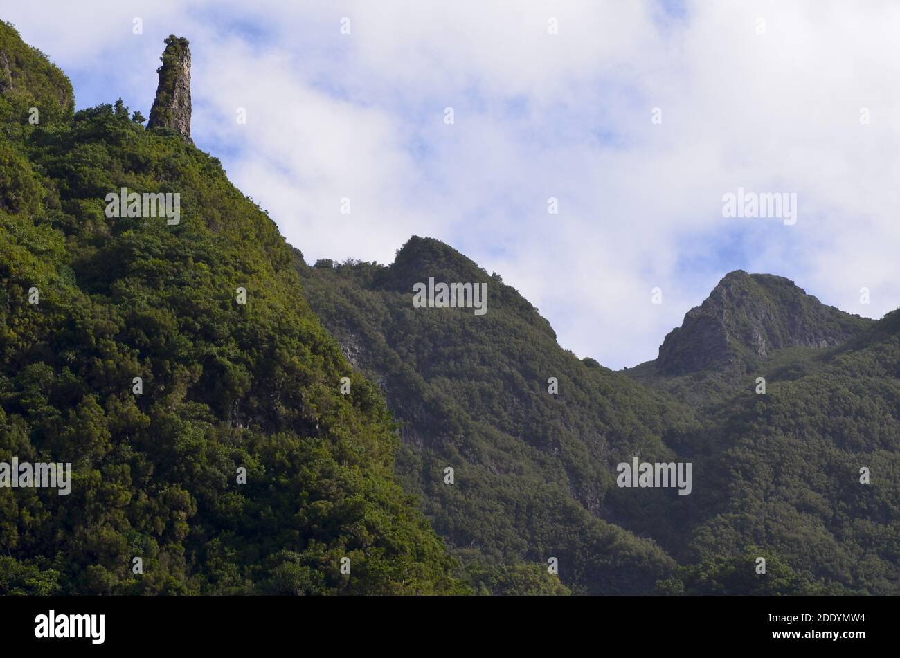 Ben conservato complesso boschivo Laurisilva a Madeira Foto Stock