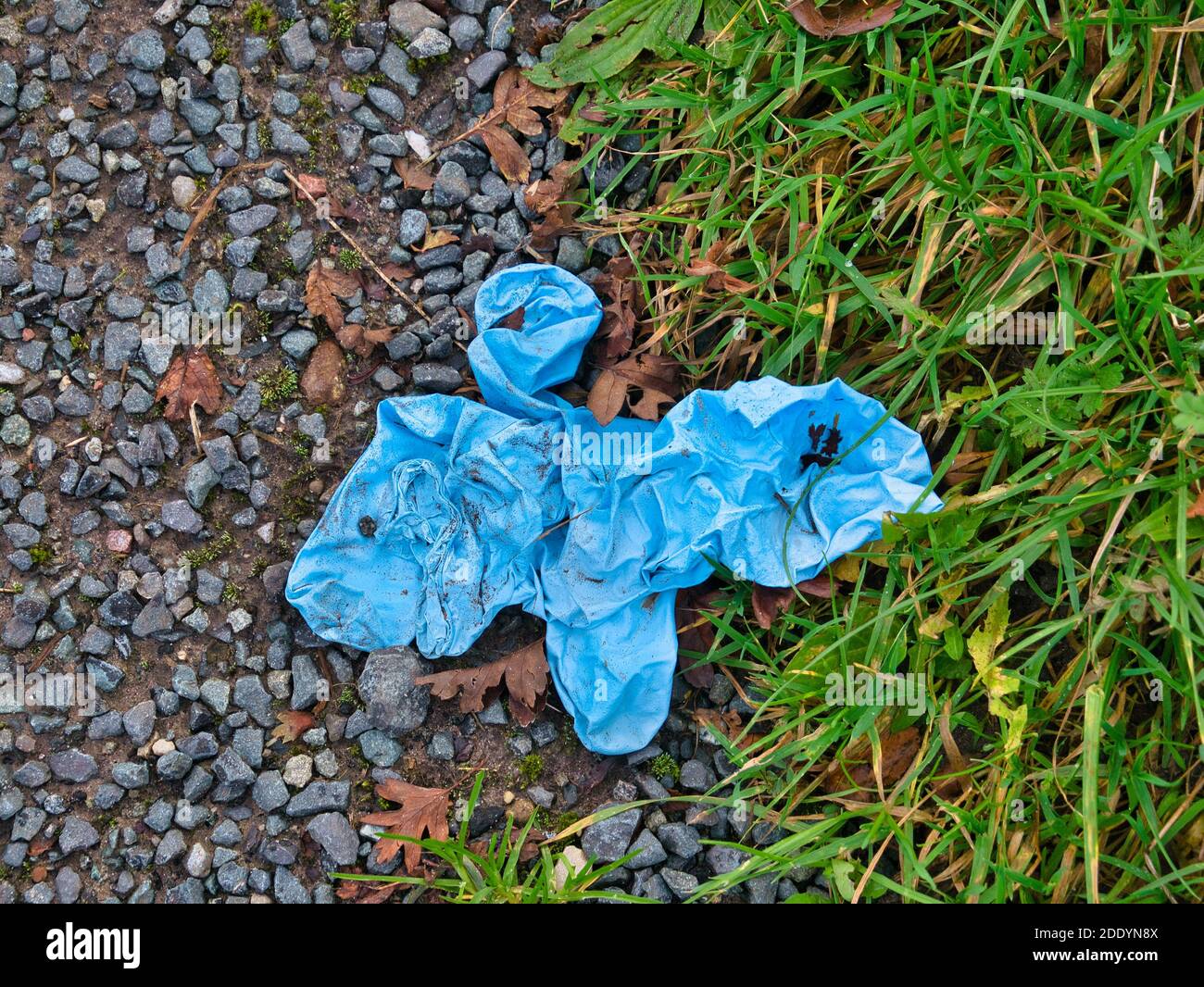 Guanti in nitrile di gomma blu utilizzati per la protezione COVID-19 DPI, scartati come rifiuti dal lato di una strada su una corsia di campagna. Foto Stock