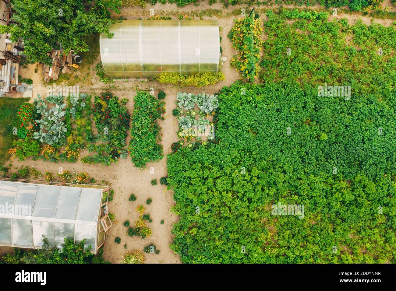 Vista aerea del Giardino vegetale. Potato Plantation e serra in estate sera. Letti Village Garden. Vista superiore piatta Foto Stock