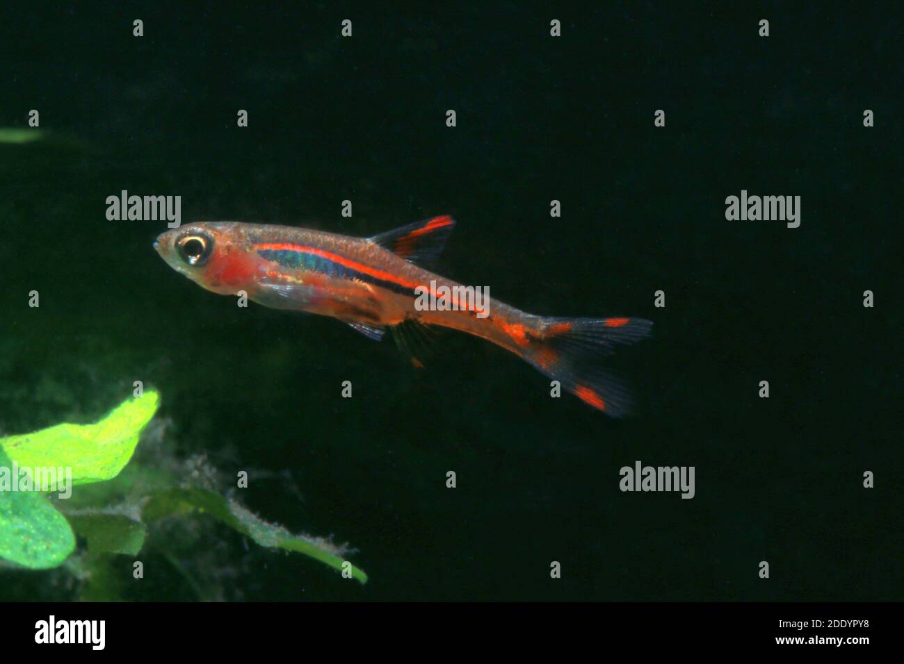 Zanzara Rasbora,Boraras brigittae Foto Stock