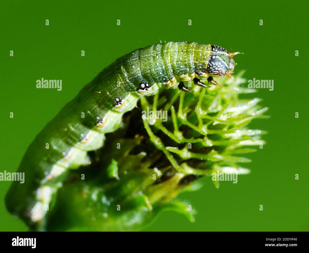 Un verme di foglia sta strisciando sulla pianta Foto Stock