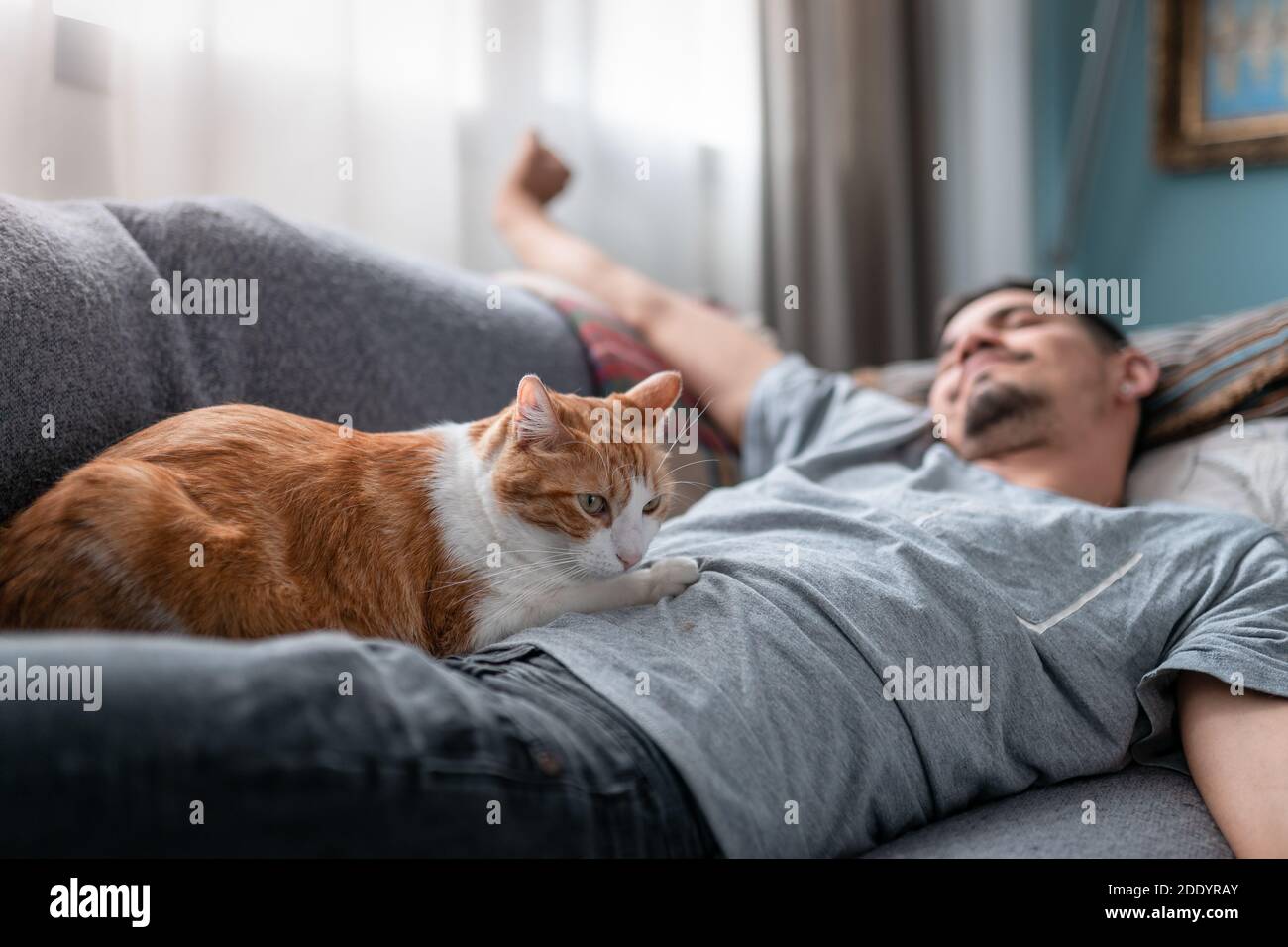 gatto bianco e marrone che giace sopra un giovane uomo che stende le braccia dopo aver dormito Foto Stock