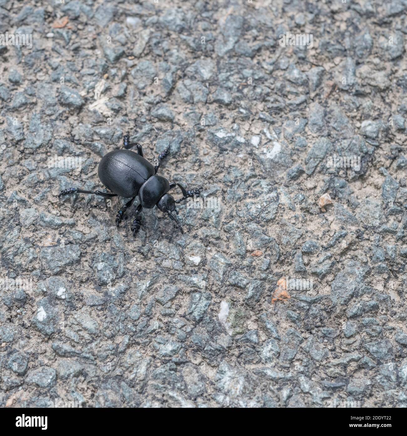 Coleottero nero grande (circa 2 cm di lunghezza) su asfalto. In realtà un Beetle dal naso sciolto / Timarcha tenebricosa - ordine Coleoptera. Insetti UK, insetti ugle. Foto Stock