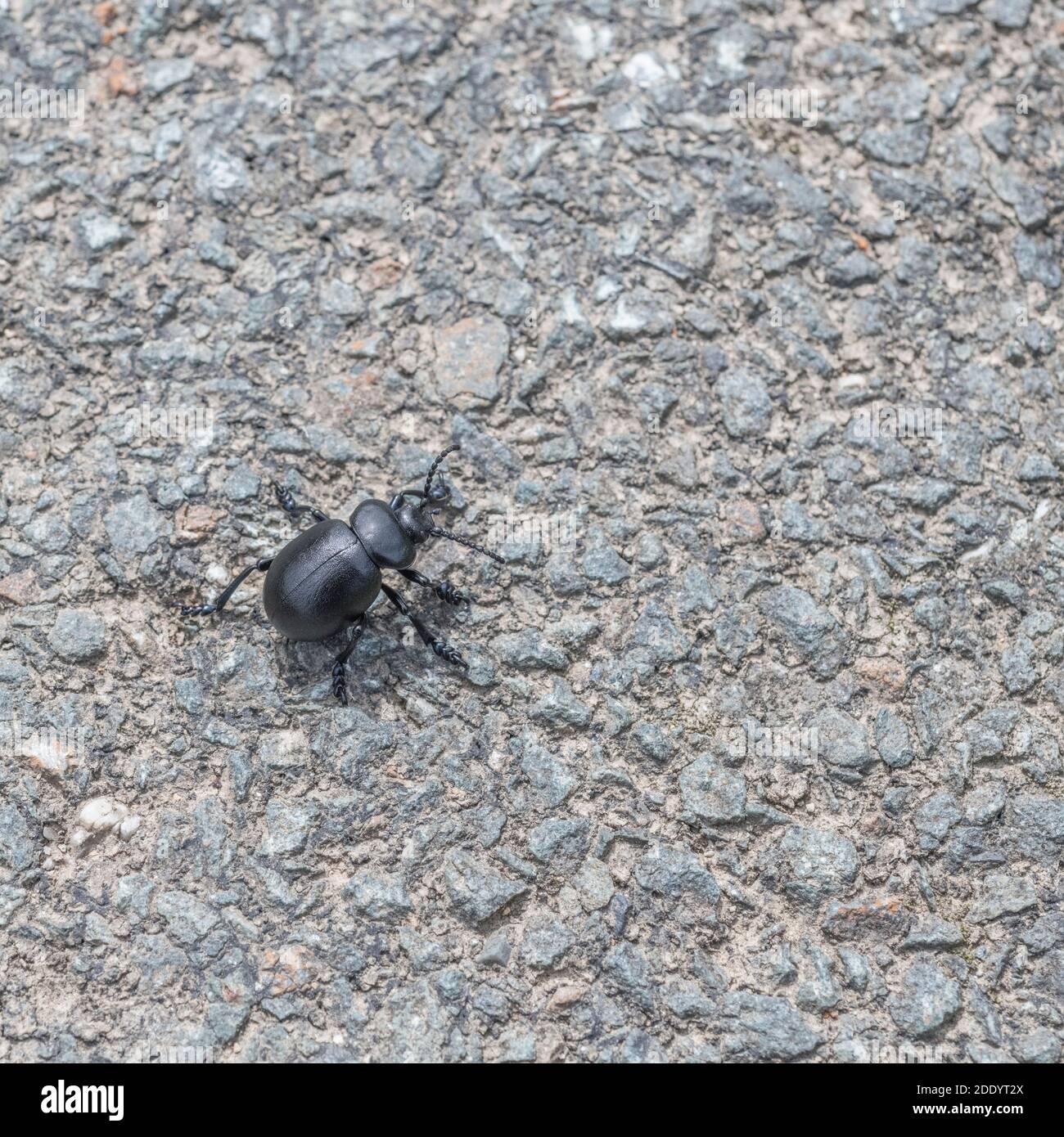 Coleottero nero grande (circa 2 cm di lunghezza) su asfalto. In realtà un Beetle dal naso sciolto / Timarcha tenebricosa - ordine Coleoptera. Insetti UK, insetti ugle. Foto Stock