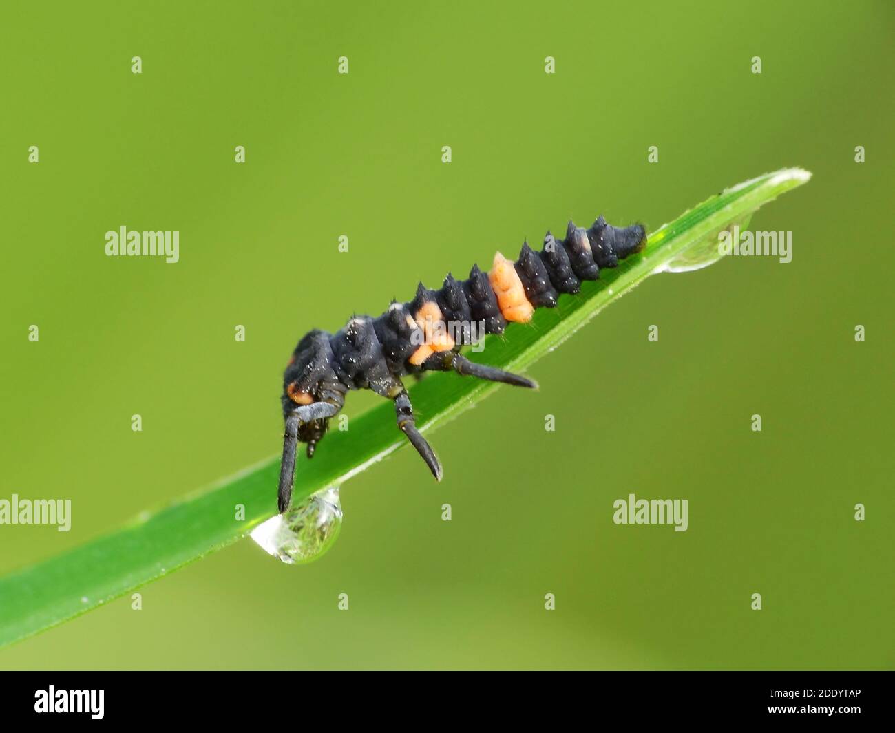 Un verme di foglia sta strisciando sulla pianta Foto Stock